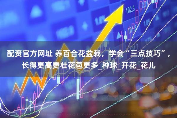 配资官方网址 养百合花盆栽，学会“三点技巧”，长得更高更壮花苞更多_种球_开花_花儿